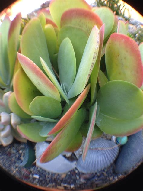 Paddle Plant Succulent Always An Attention Getter