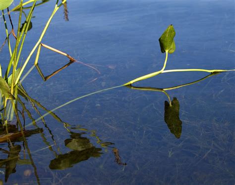 Twins Robin Dawes Flickr