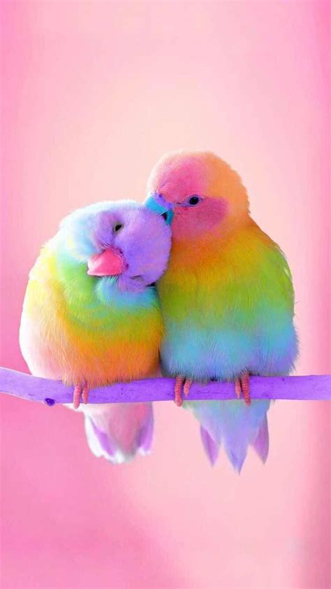 Cute Parrot Wallpapers Top Free Cute Parrot Backgrounds Wallpaperaccess