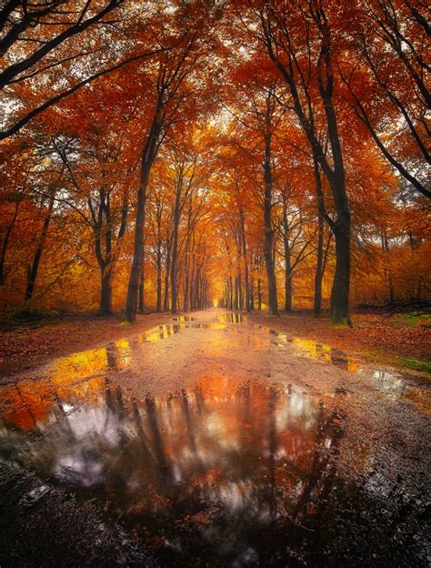 Magical Autumn Forest In Rijsterbos Netherlands