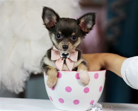 The search tool above returns a list of breeders located nearest to the zip or postal code you enter. Chihuahua Puppies For Sale | Fort Lauderdale, FL #183266