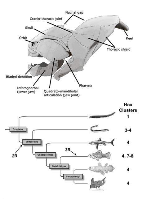 Gnathostomes Jawed Fish Wize University Biology Textbook Wizeprep