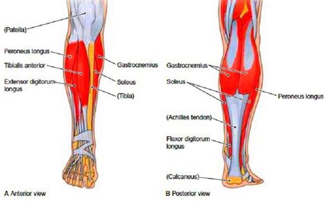 Leg muscle anatomical structure, labeled front, side and back view diagrams. Skeletal Muscle Review