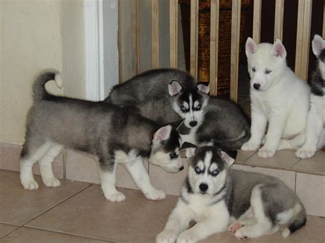 Ready to jump in with both feet? Siberian Husky Puppies For Sale | Pittsburgh, PA #244962