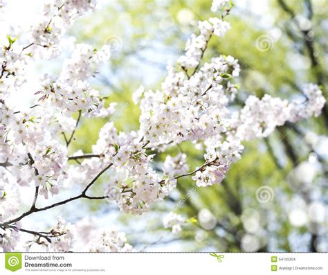 Cherry Blossoms Over Blurred Nature Background With Bokeh Stock Photo