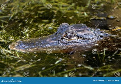 Young Alligator Eye Peering Out From Swamp Bog Water Stock Photo