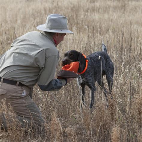 The 5 Ways Youre Ruining Your Hunting Dog Outdoor Life