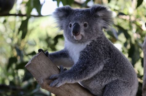 Koalas May Become Extinct In Australias New South Wales By 2050