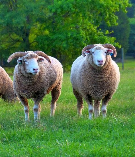 About Ewephoric Texas Sheep Horned Dorset Sheep And