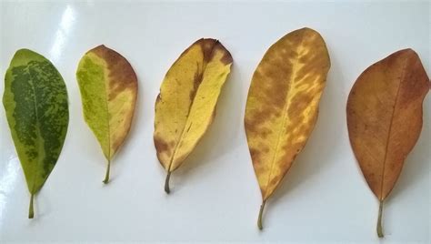 Help Me Identify Problem On Sweet Bay Magnolia Leaves Ask Extension