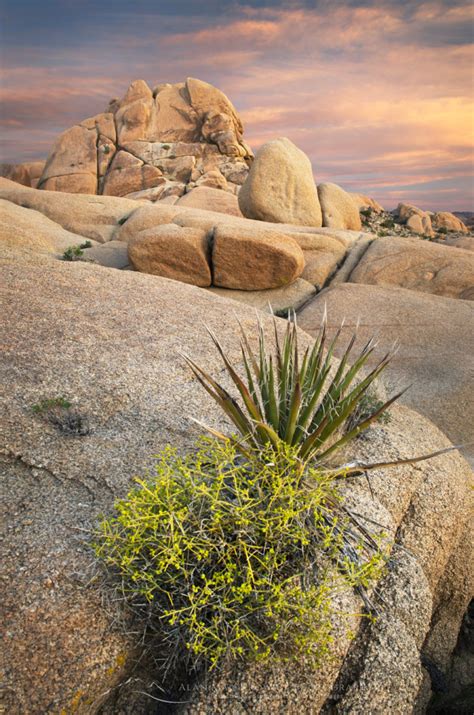 Joshua Tree National Park Alan Majchrowicz