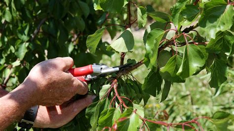 Care and maintenance ~ summer pruning charles davis, master gardener success with deciduous fruit trees is a function of: Summer pruning: Some trees heal much better when pruned ...