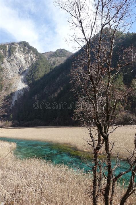 Reed Lake At Heavenly Jiuzhaigou Stock Image Image Of Golden