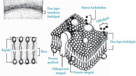 Struktur Dan Fungsi Membran Sel Plasma Sel
