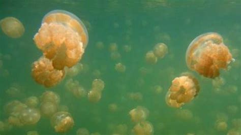 Indias First Jellyfish Lake Discovered In Gujarat