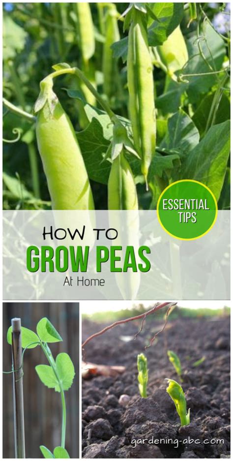 How To Grow Peas At Home A Simple Pea Growing Guide