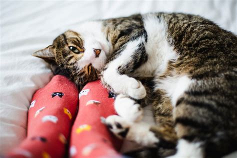 50 Cat Pictures You Need To See The Best Cat Photos