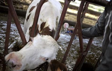 Un Britannique Sur 2000 Serait Porteur De Lagent De La Maladie De La Vache Folle