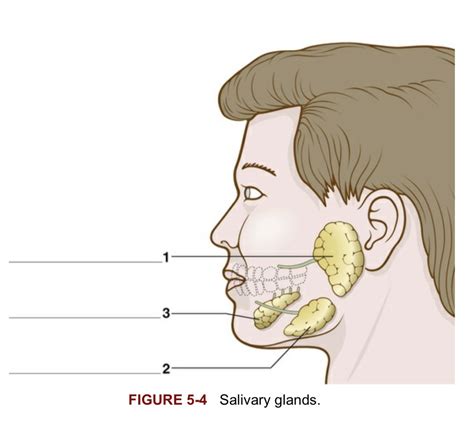Chapter 5 Salivary Glands Diagram Quizlet
