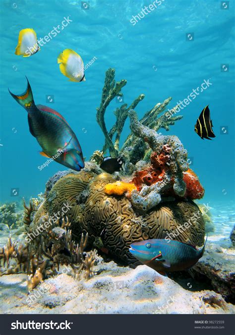 Colorful Fish And Tropical Marine Life In The Caribbean