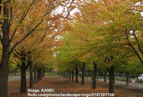 Katsura Tree Including Weeping Katsura Leaves Bark And Care