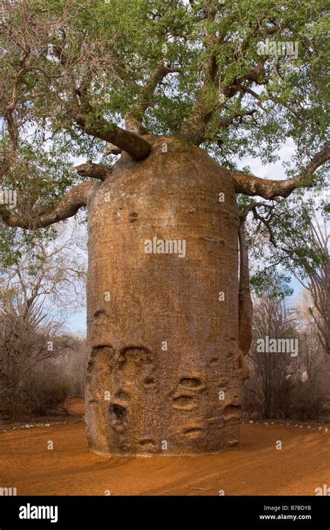 Baobab Tree Adansonia Za Ifaty Spiny Forest Southern Madagascar Stock