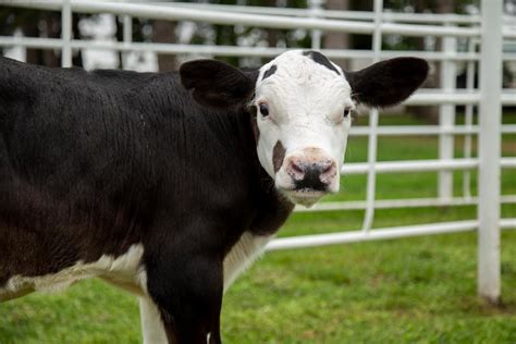 These Genetically Modified Cattle Were Accidentally Created With
