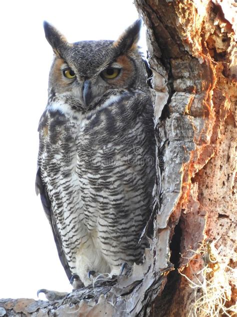 Vertical Closeup Of A Great Horned Owl Bubo Virginianus On A Tree