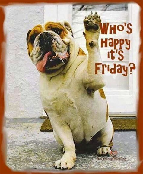 Meeeeeee Friday Dog Friday Meme Thursday Humor Funny