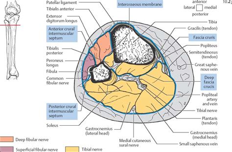 Thigh Anatomy Mri