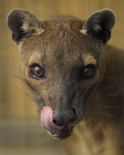 Creatures Great And Small By Deborah Wilkinson Rare Animals Fossa
