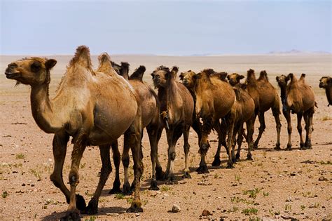 Bactrian Camel Stock Image