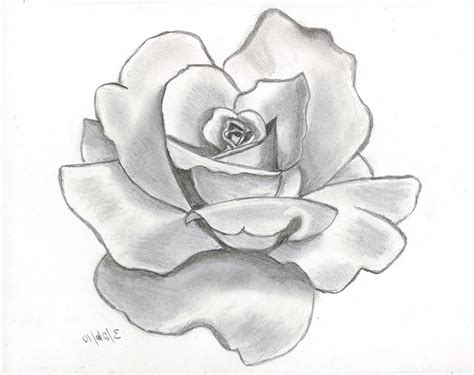 Flower Drawing Rose Drawing A Rose Flower Easy Drawing Of Rose