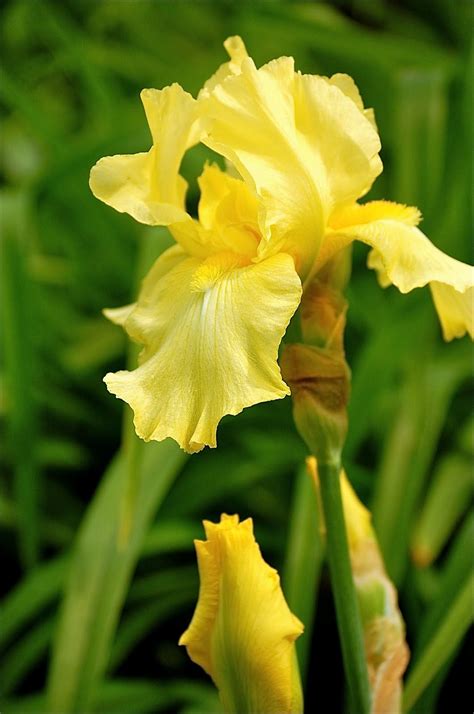 5 Iris Flower Bulbs Yellow