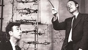Francis Crick und James Watson: Zwei Chaoten knacken die DNA | ZEIT ONLINE