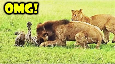 Lion Hunt And Eat Leopard Alive Big Cat Fight Compilation Big