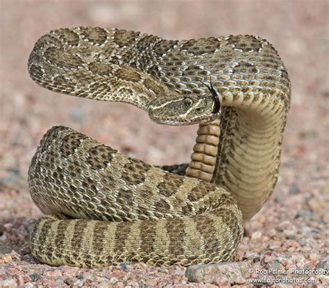 Prairie Rattlesnake Colorado Photo By Rob Palmer Snake In The