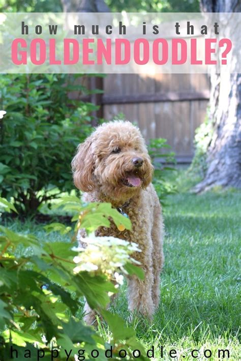 How Much Do Goldendoodle Puppies Cost Puppies Blog