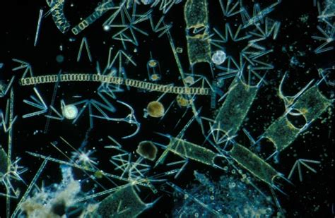 Sinking Phytoplankton Trap Carbon Deep In The Ocean Research