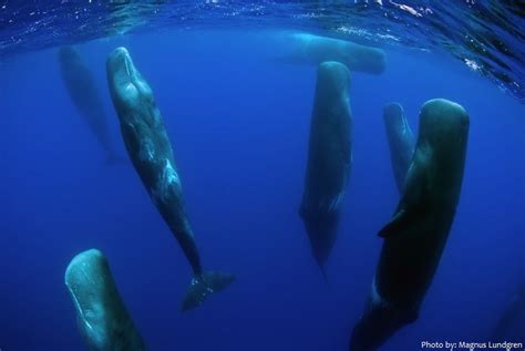 Interesting Facts About Whales Just Fun Facts