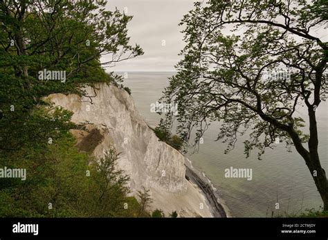 White Cliff Of Mons Klint Moen Island Denmark Tree Stock Photo Alamy