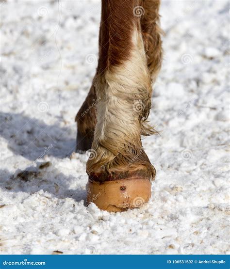 Horse Hoof In The Snow In The Winter Stock Photo Image Of Care Hoof