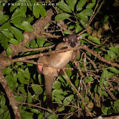 Small Toothed Palm Civet 1 Of 1 Malaysian Primatological Society