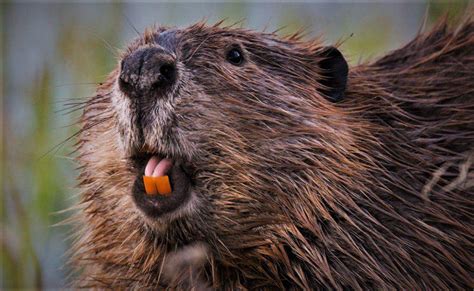 beaver history   interesting facts