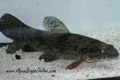 The hoplias aimara is another standout species that you don't see very often in the aquarium trade. Aimara Wolf Fish 8" (hoplias aimara) - Product View