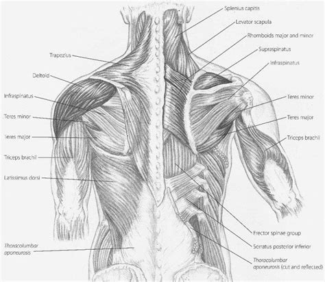Muscles are usually work in pairs because although they can contract and shorten (flex) the gluteus maximus is the largest muscle in the body. Back Muscles Chart : Building Back - better body hub ...