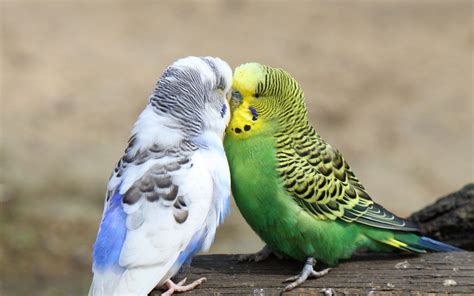 2 Budgies Budgies Wallpaper 36929996 Fanpop