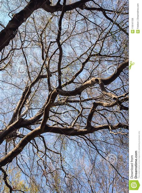 European Beech Tree Stock Image Image Of Bark Leaf 118141159