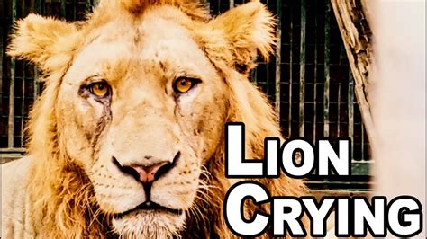 Lion Crying Youtube