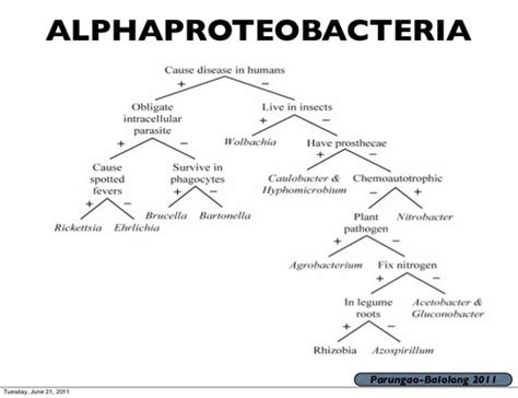 Microbiology Exam 3 Ch 11 Flashcards Quizlet